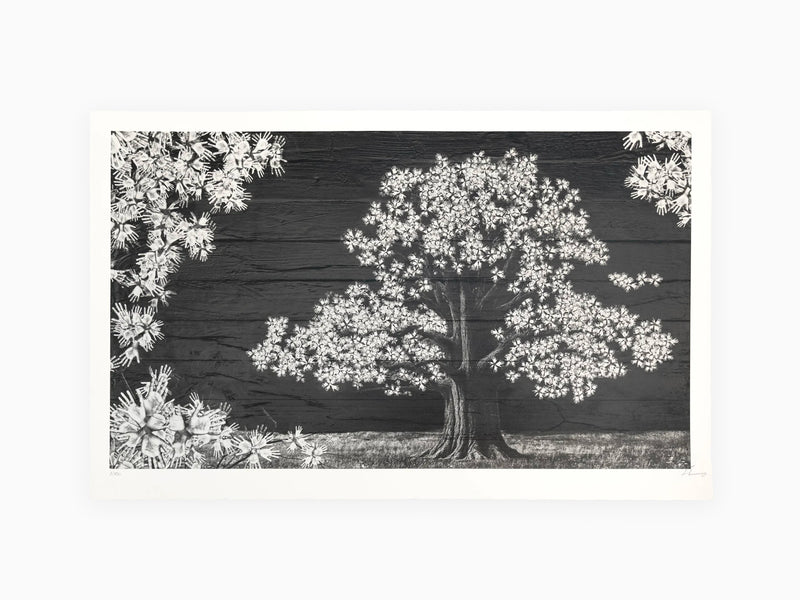 JR - Adventice, Montpellier, France, 2025