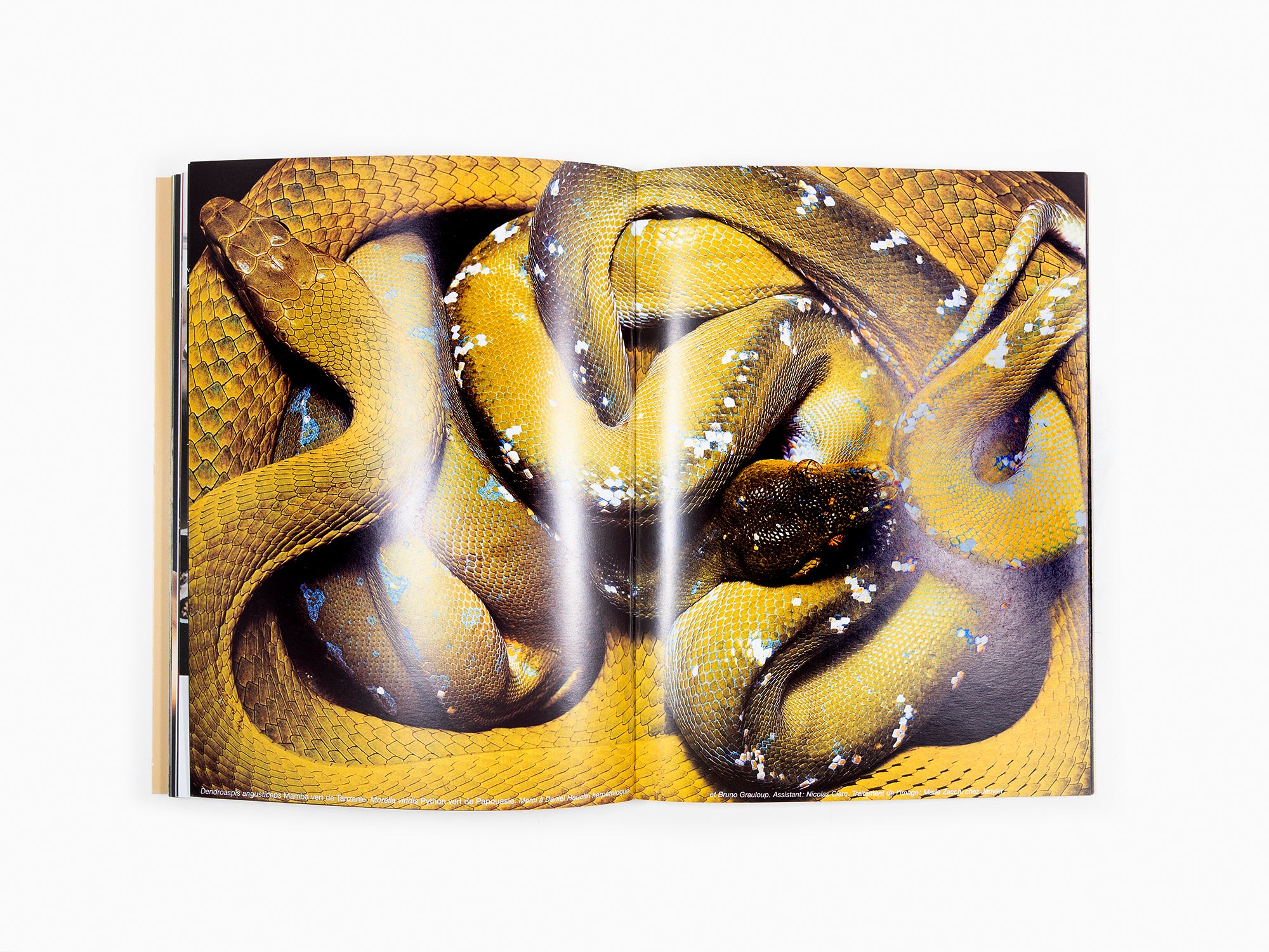 Permanent Food n°10 (marmotte)