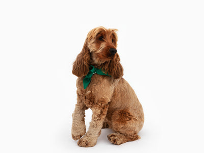 Perrotin - Bandana pour chien