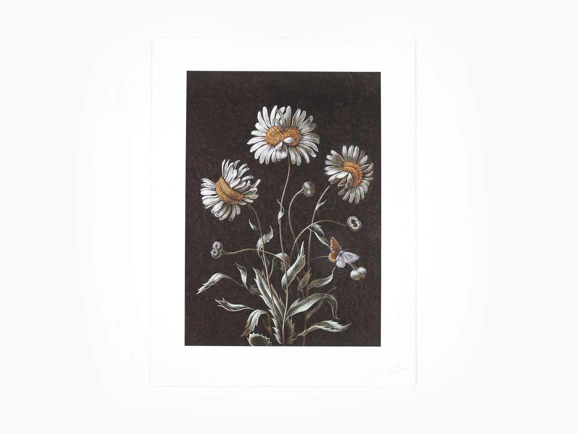 Laurent Grasso - Daisy