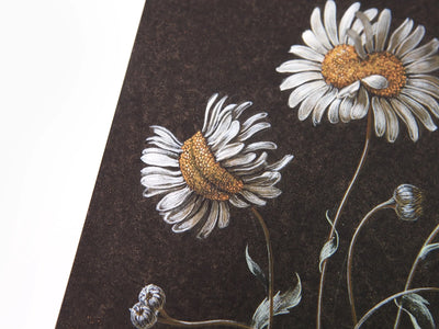 Laurent Grasso - Daisy