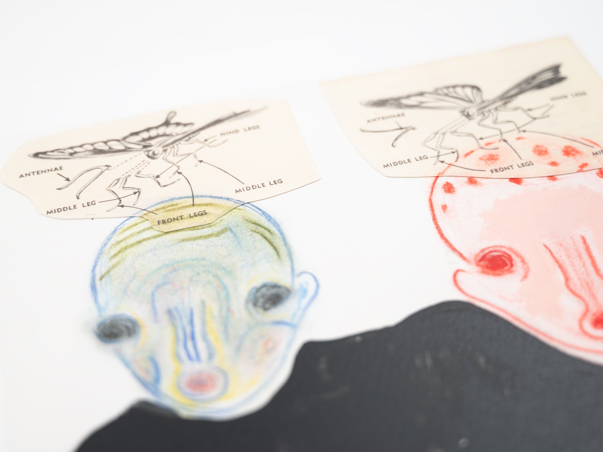 Izumi Kato - "Visible" Leporello (Special Edition Boy)