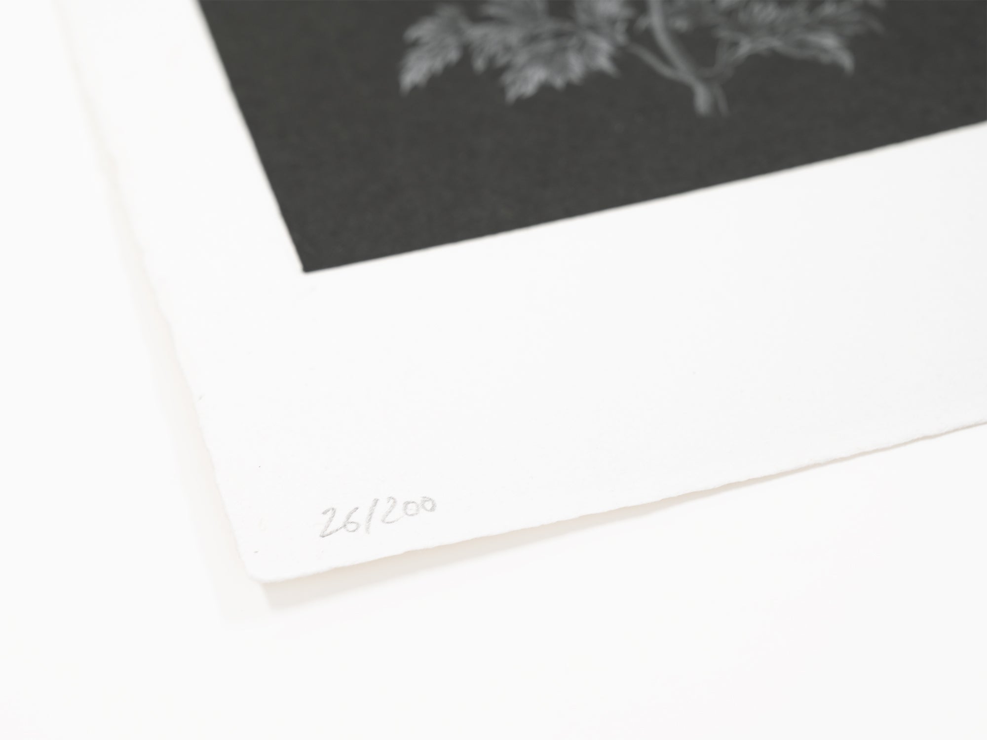 Laurent Grasso - Future Herbarium (noir)