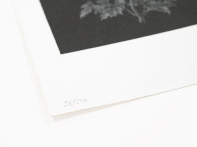 Laurent Grasso - Future Herbarium (noir)