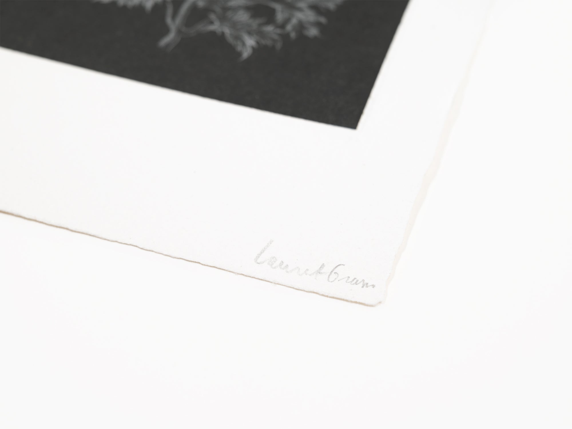 Laurent Grasso - Future Herbarium (noir)