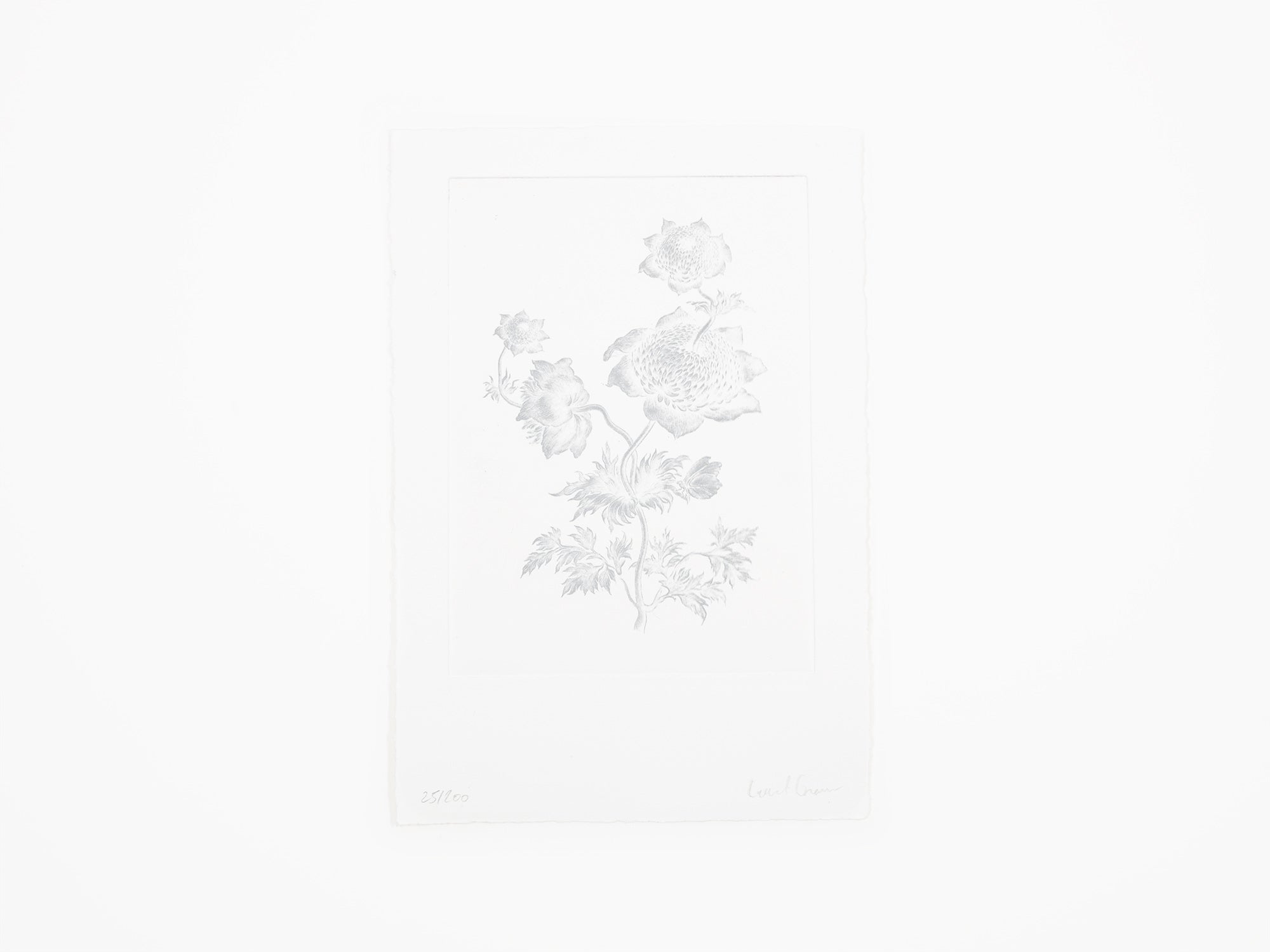 Laurent Grasso - Herbier du futur (blanc)