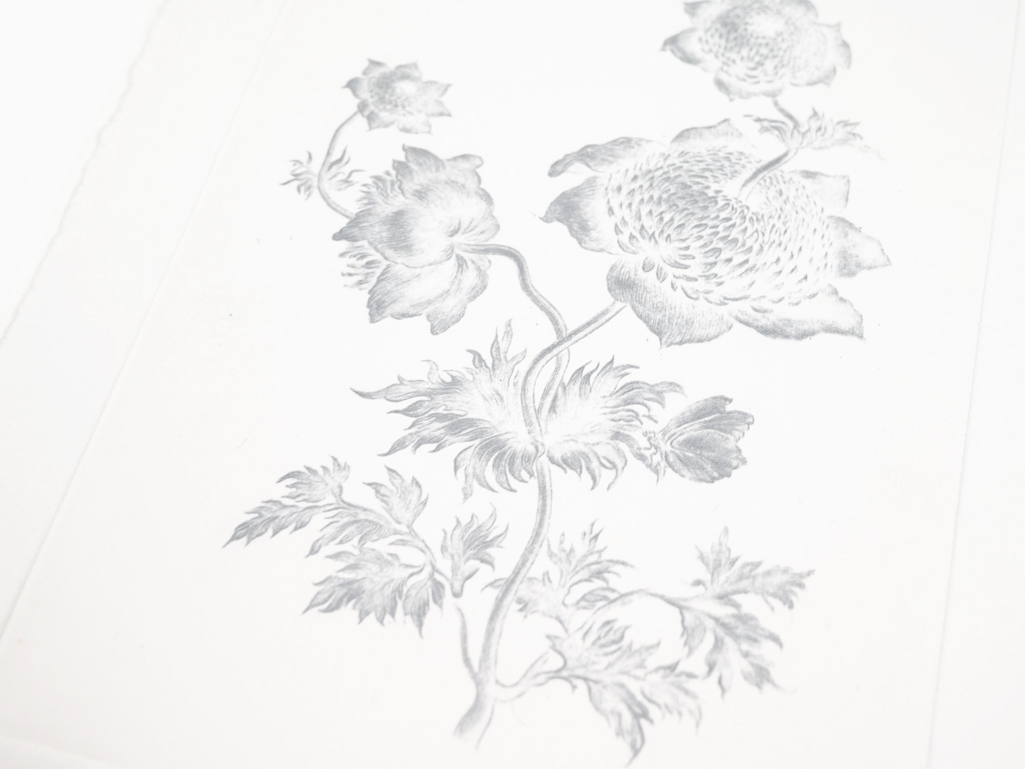 Laurent Grasso - Herbier du futur (blanc)