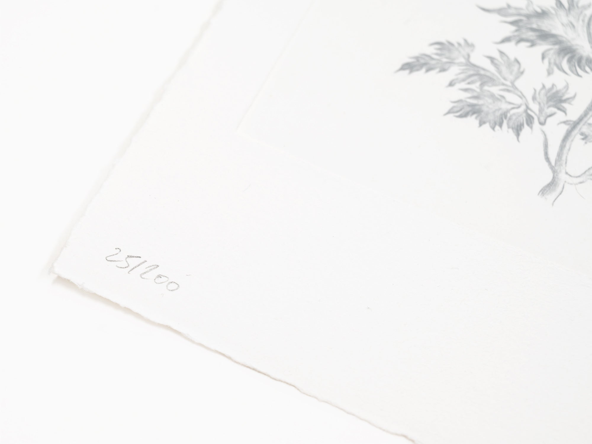 Laurent Grasso - Herbier du futur (blanc)