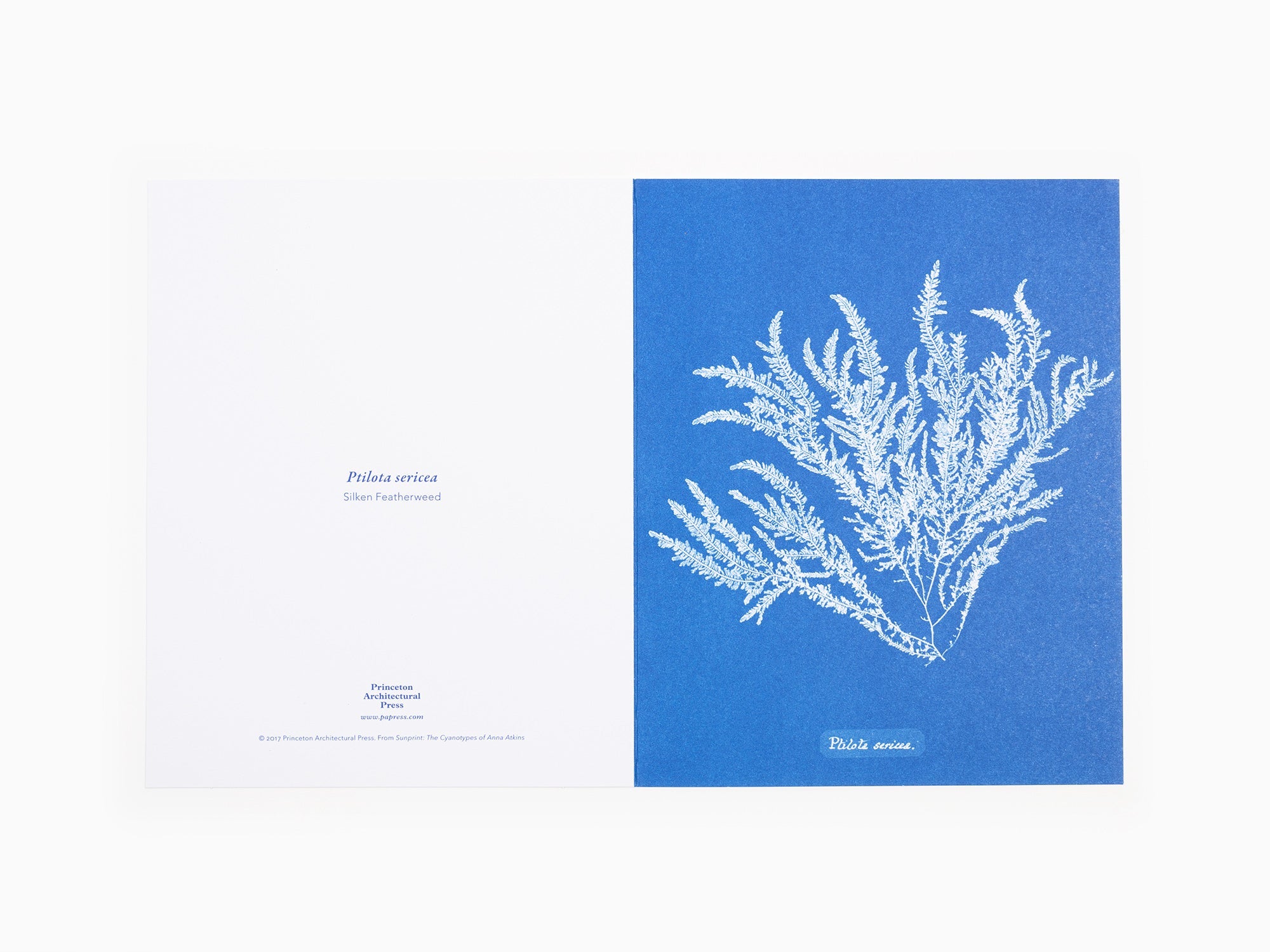 Anna Atkins - Cartes postales Sunprint, les cyanotypes d'Anna Atkins