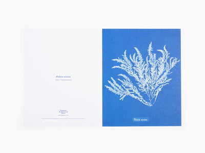 Anna Atkins - Cartes postales Sunprint, les cyanotypes d'Anna Atkins