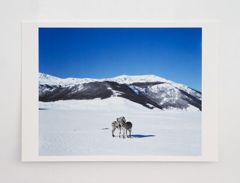 Paola Pivi - Untitled (Zebras)