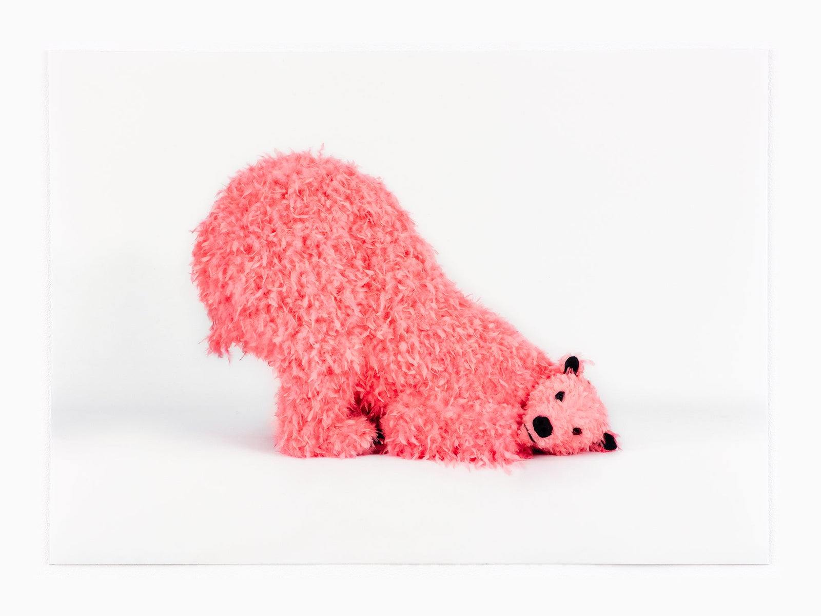 Paola Pivi - Une belle photo de " ?", 2023