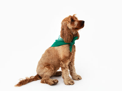 Perrotin - Bandana pour chien