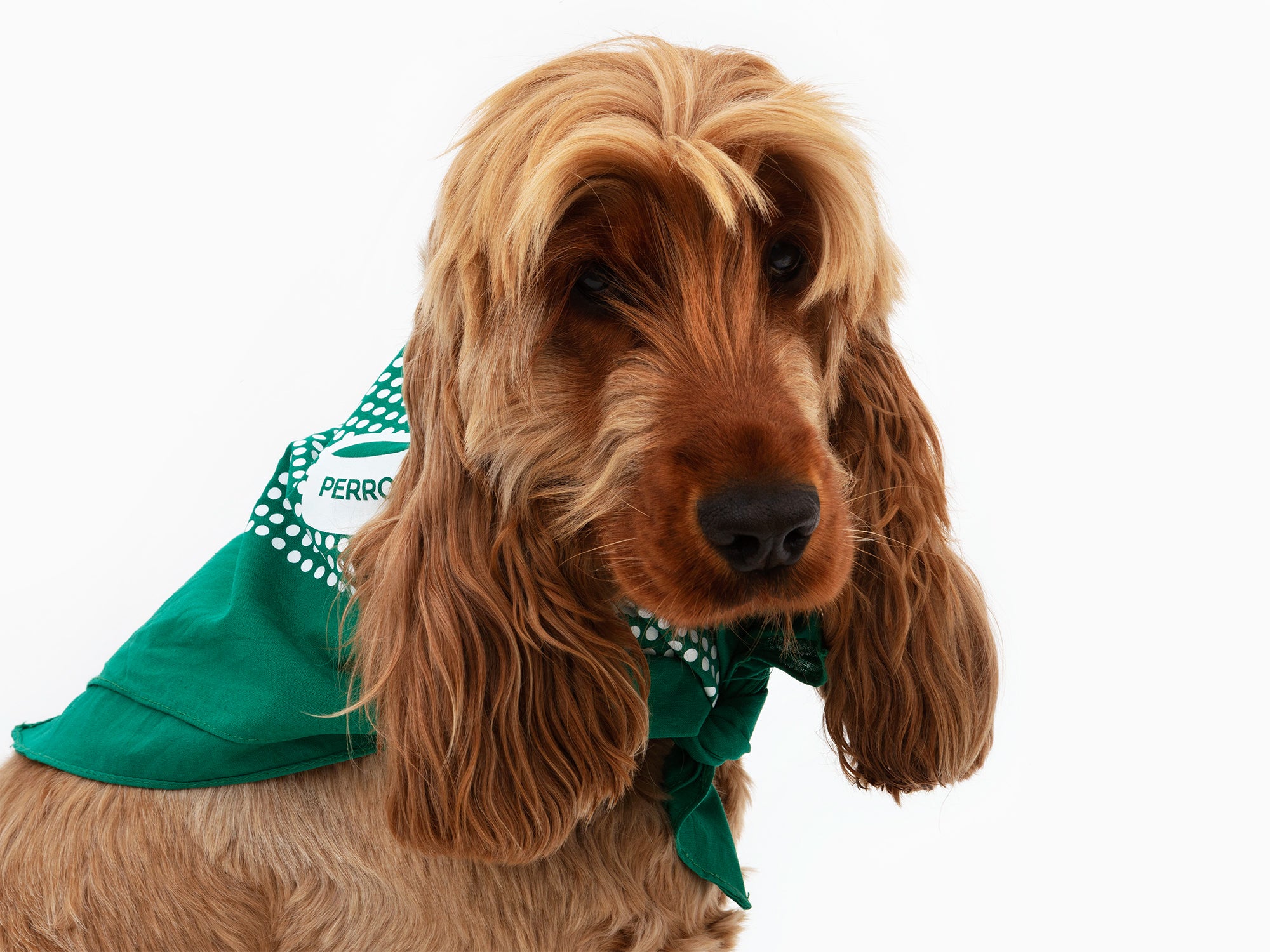 Perrotin - Bandana pour chien