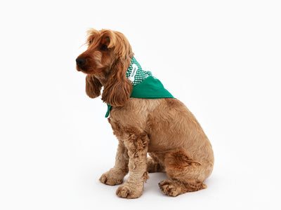 Perrotin - Bandana pour chien