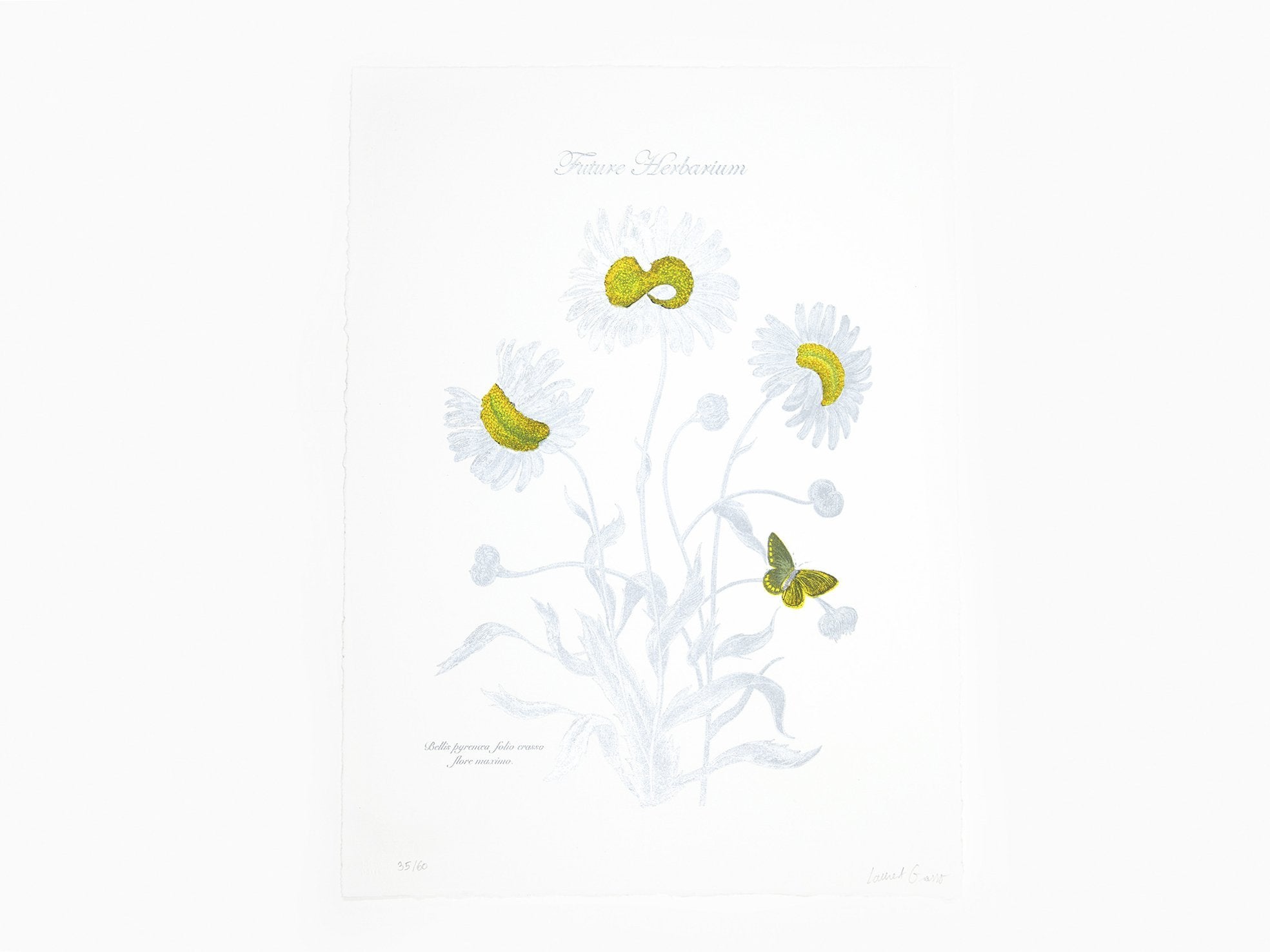 Laurent Grasso - Herbier du futur Bellis Pyrinaea (jaune & argent)
