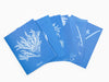 Anna Atkins - Cartes postales Sunprint, les cyanotypes d'Anna Atkins